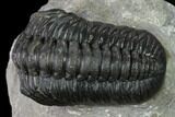 Austerops Trilobite - Nice Eye Facets #137540-2